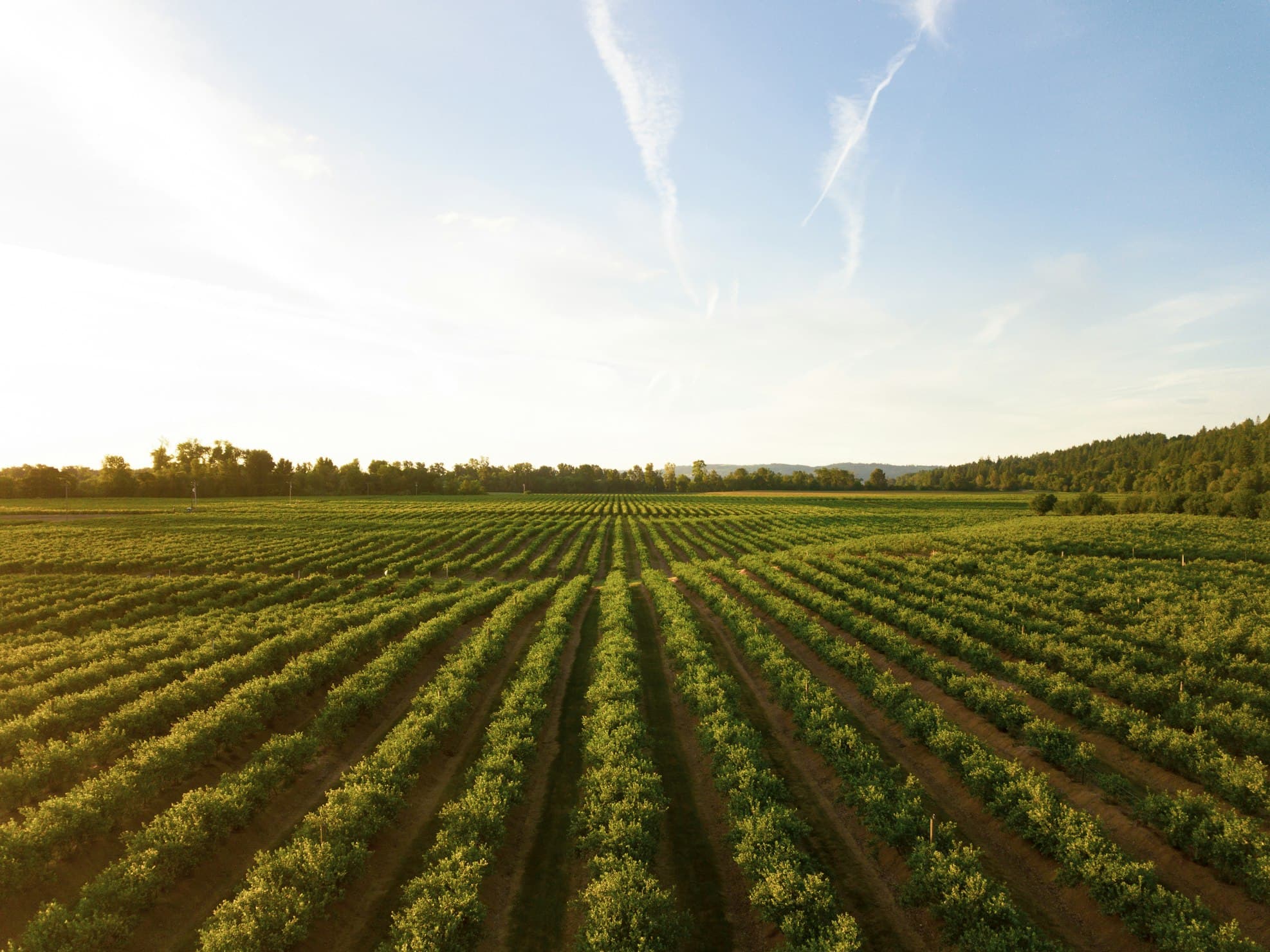 Smart Farm Increases Crop Yield by 25%